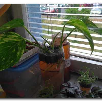 A odsadzone Epipremnum będzie rozwijać nowe liście