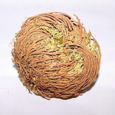 Zmartwychwstanka - czyli Róża Jerychońska