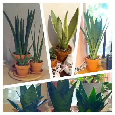 Zagęszczanie i przesadzanie Sansewierii