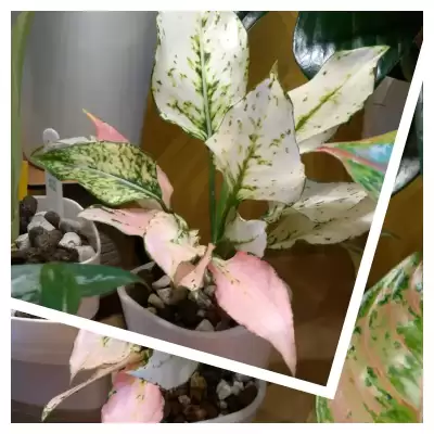 Kolekcjonerska Aglaonema