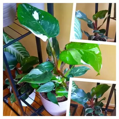 Nowe Filodendrony z listy życzeń...