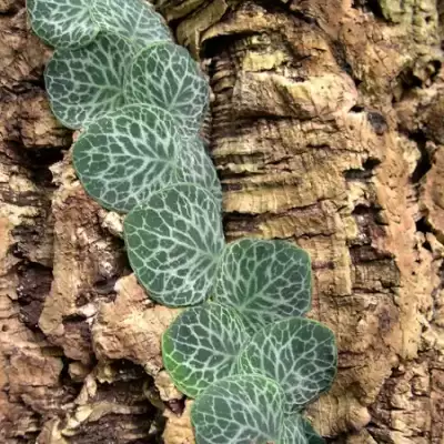 Rhaphidophora - informacje ogólne