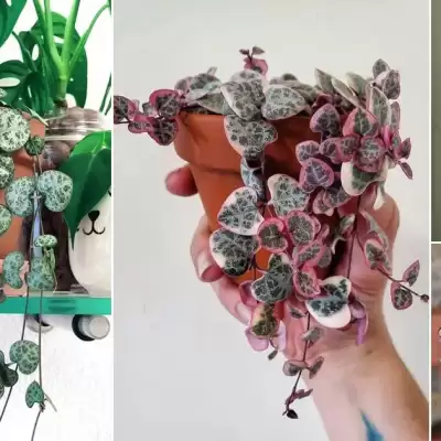 Ceropegia - informacje ogólne