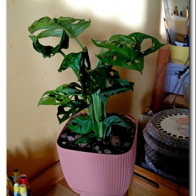 "Dziurawiec" - czyli nasz Monstera Monkey Maska (styczeń 2023)