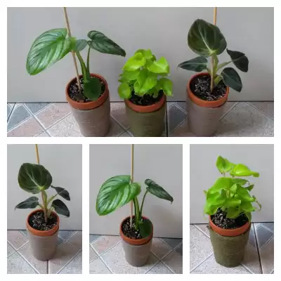 Pierwsze nowości lipca - Filkowe Trio