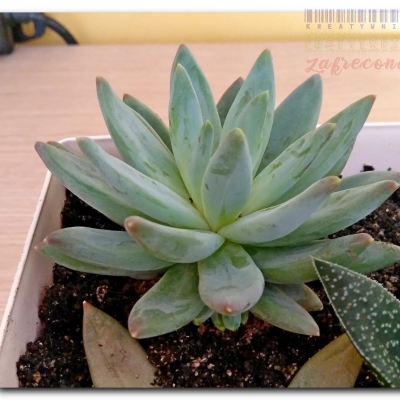 Eszewerie  - Czerwiec 2022