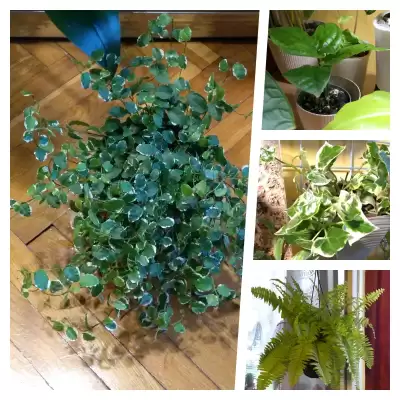 Eksperymenty roślinne