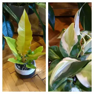 Zagęszczone Rio i nowy Filek