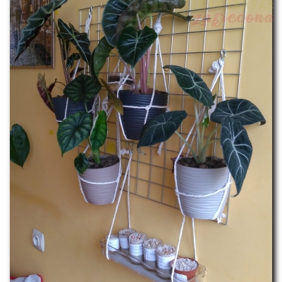 Rodzina Gutka, czyli nowe Alokazje