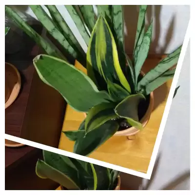 Dwie odkupione Sansewierie