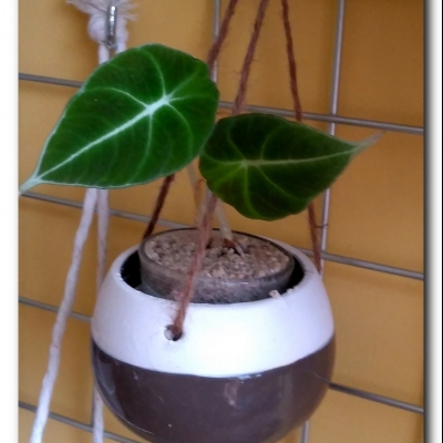 Welwetka i jej potomstwo 10/11 2022