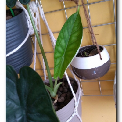 Smok  koniec listopada 2022