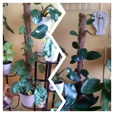 Monstera - podsumowanie roku 2023