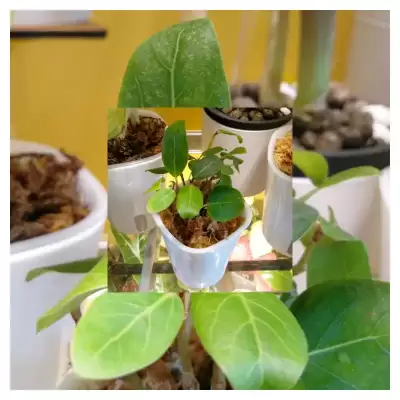 Nowy Ficus
