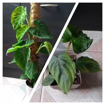 Nowe Filiki - oba rarytasy