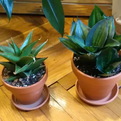 2 nowe Sansevierie