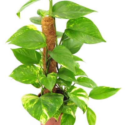 Epipremum Scindapsus Aureum - informacje ogólne