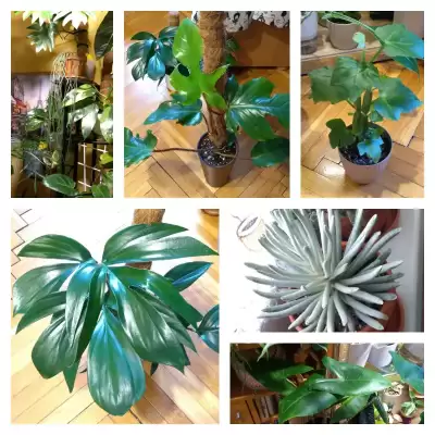 Black Friday u Gajosa