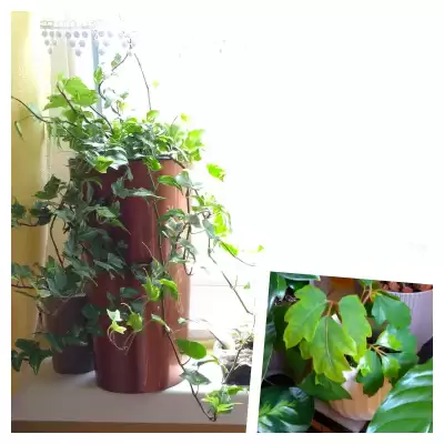 Bluszcze - przed i po urlopie