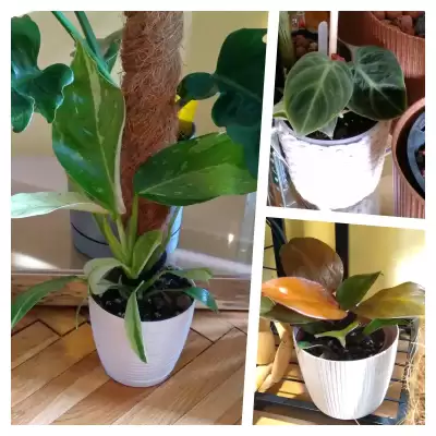 Kolekcjonerskie Filki