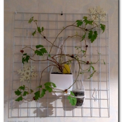 Rombek - styczeń 2023