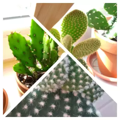 Opuncje - SzeptyZieleni