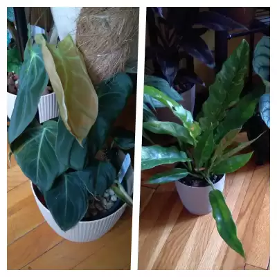 Zagęszczanie i palikowanie Filków