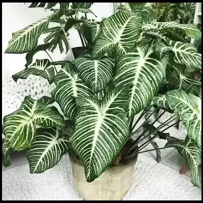 Xanthosoma Lindenii - informacje ogólne