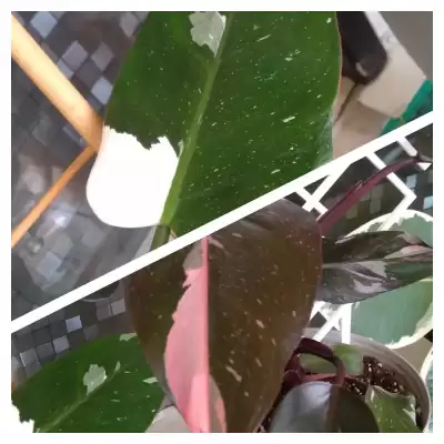 Dwie "księżniczki"