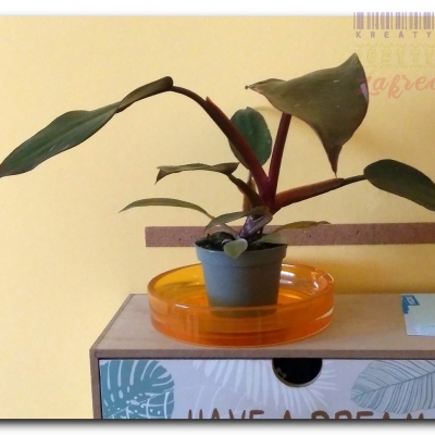 Filodendron Pink Princess - Maj 2022