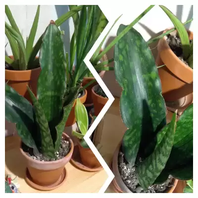 Sansevieria Klasyk