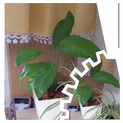 Skrzydełko - wiosenne przesadzanie - marzec 2023