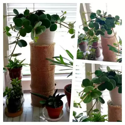 Jeszcze jedna peperomia