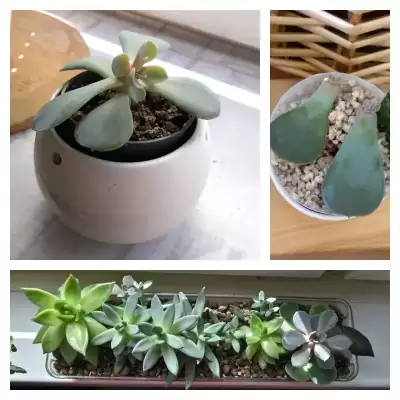 Eszewerie - przed i po urlopie