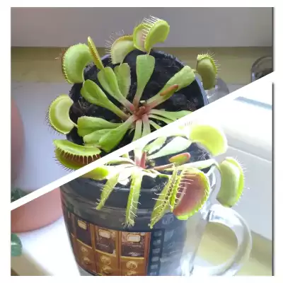 Nasza muchołówka...