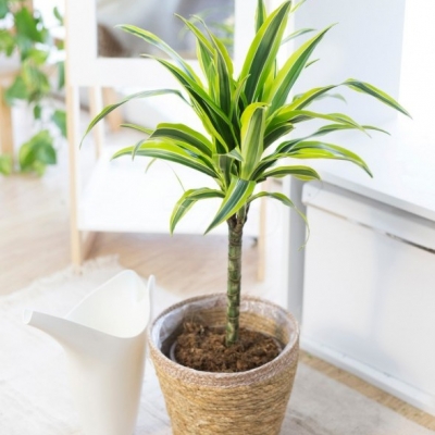Dracena Lemon Lime - informacje ogólne