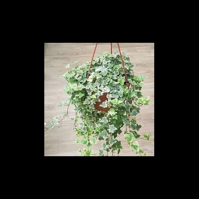 Hedera Helix 'White Wonder' - informacje ogólne