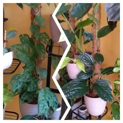 Monstery  - przed i po urlopie