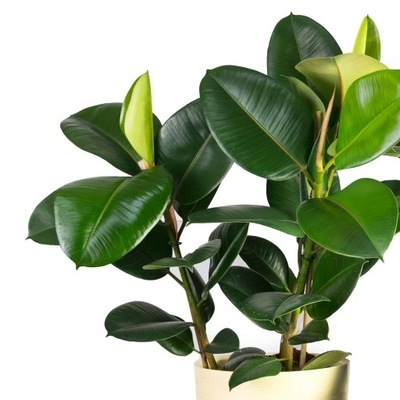 Ficus Elastica Robusta
