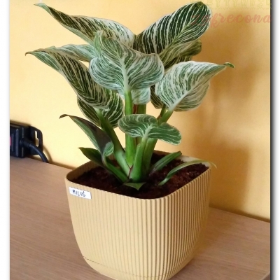 Miluś (Filodendron White Wave) - kolega Filusia