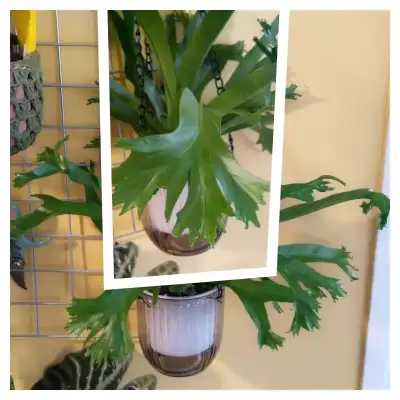 Jeszcze jedna paprotka