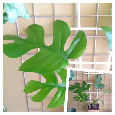 Raphidophora (Replin)