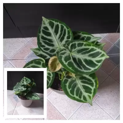 Moje pierwsze Anthurium