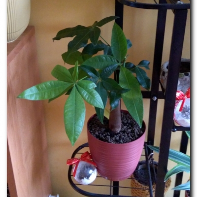 Drzewko - styczeń 2023