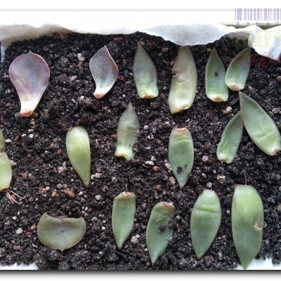 Rozsada - Czerwiec 2022