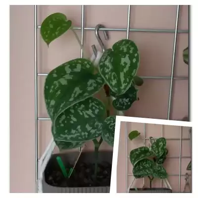 Ropuszka - wiosenne przesadzanie - marzec 2023