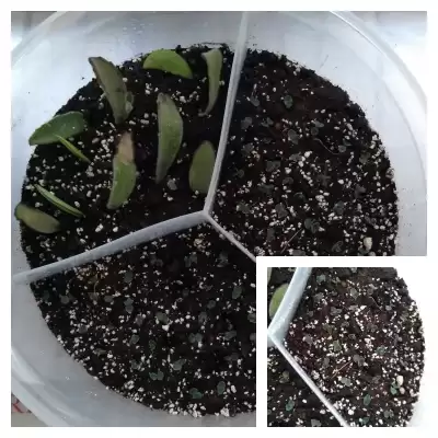 Tubiflora - eksperyment