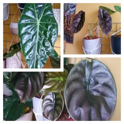 Alokazje - nowe  liście i odkrycie