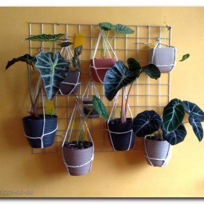 Alokazje - styczeń 2023