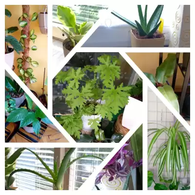 Różne kwiaty - przed i po urlopie